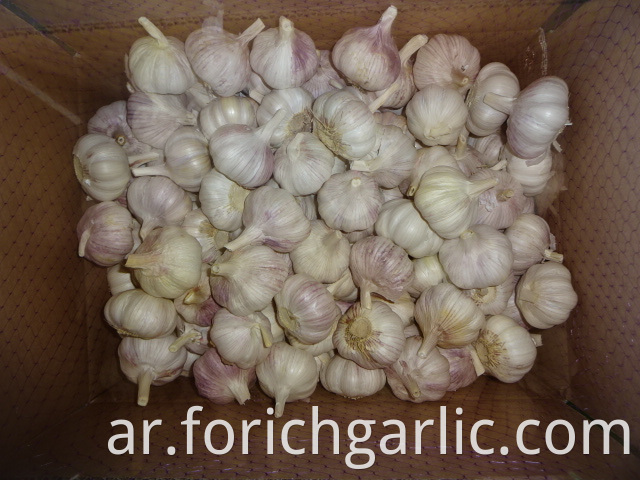 Garlic Best Price